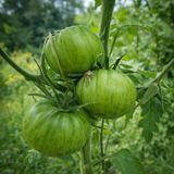JOHANNA TOMATO