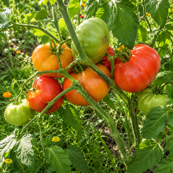 SEMIRECH'YE BICOLOR TOMATO