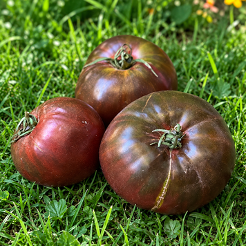 BRANDYWINE TRUE BLACK TOMATO