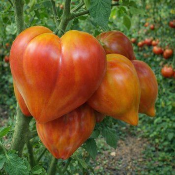 ORANGE MANGO TOMATO