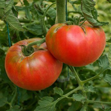 ROSE D'EAUZE TOMATO