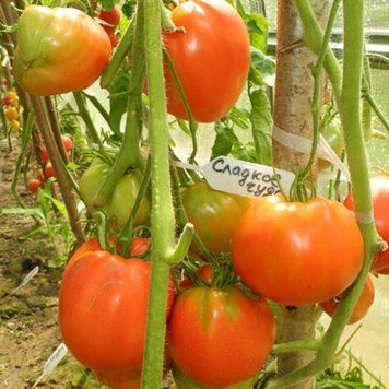 SWEET MIRACLE TOMATO
