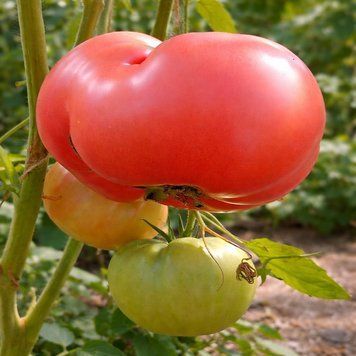 VASILINA TOMATO