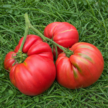VINCENT'S SICILIAN MONSTERS TOMATO