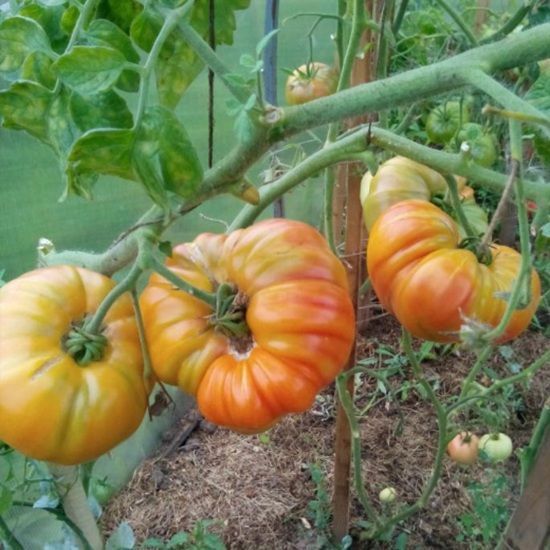 PEPPERMINT TOMATO