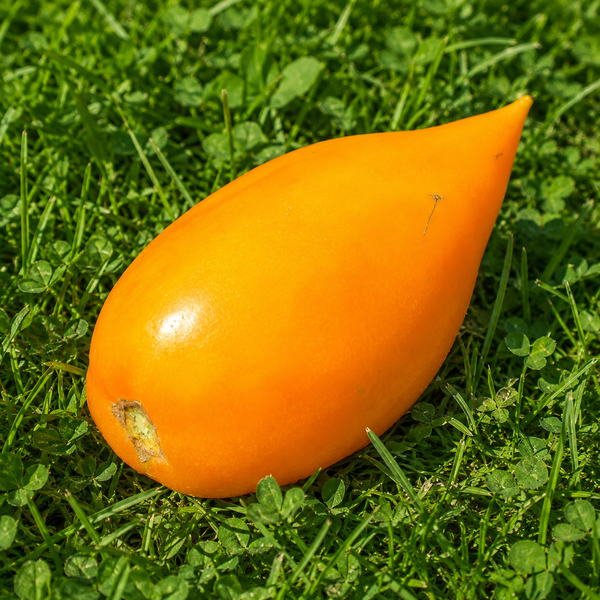 BURATINO TOMATO