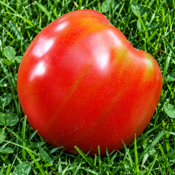 СЛИВА ДЖО (JOE'S PLUM) 0156 фото