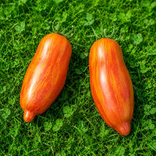 PITICUL ARDEI VĂRGAT (DWARF PEPPER STRIPED) 2012G foto