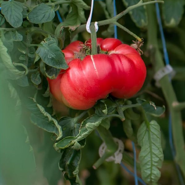 THE DUTCHMAN TOMATO