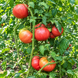 DELICIOUS HUNT STRAIN TOMATO