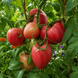 PINK HONEY TOMATO