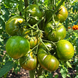 TREASURES OF POLISSYA TOMATO