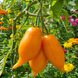 BURATINO TOMATO
