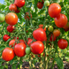 SCHIMMEIG CREG TOMATO