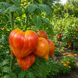 ORANGE MANGO TOMATO
