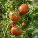 BLACK BEAR TOMATO