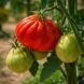 COTELEE DE VALENCE TOMATO
