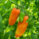 DWARF PEPPER STRIPED TOMATO