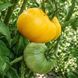 GIALLO DE SUMMER TOMATO