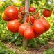 GIANTE FRIULANO TOMATO