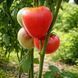 KUMBEL TOMATO