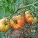 PEPPERMINT TOMATO