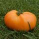 PEPPERMINT TOMATO