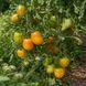 BURATINO TOMATO