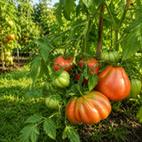 CUNEO GIANT PEAR TOMATO