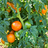 DWARF ORANGE PRIDE TOMATO