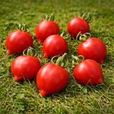 PROFESSOR KLAPPROTT'S SPITZE TOMATO