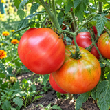 DWARF BUDDY'S HEART TOMATO