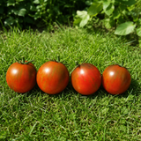 MICRO DWARF ROOM SURPRISE CHOCOLATE TOMATO