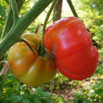BASHKIR BEAUTY TOMATO