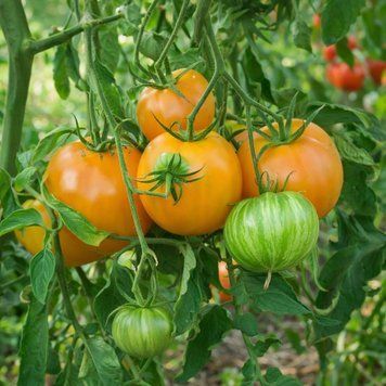 KOZULA-134 YELLOW PLUM TOMATO