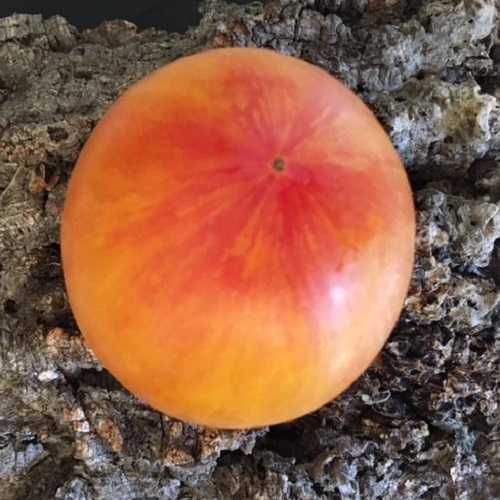 kozula-134-yellow-plum-tomato-