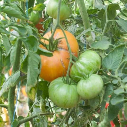 kozula-134-yellow-plum-tomato-
