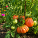 CUNEO GIANT PEAR TOMATO