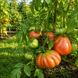 CUNEO GIANT PEAR TOMATO