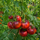AURORA BLUE TOMATO