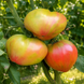 TAIGA TOMATO
