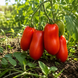 HUGO TOMATO
