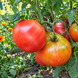 DWARF BUDDY'S HEART TOMATO