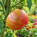 KOZULA-25 TOMATO