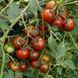 AMPEL RAMBLING BLACK STRIPED TOMATO