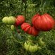CUNEO GIANT PEAR TOMATO