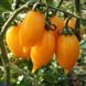 GOLDEN CANARY - HUMMINGBIRD TOMATO