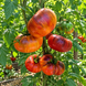 GOLDEN VEST TOMATO