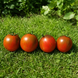 MICRO DWARF ROOM SURPRISE CHOCOLATE TOMATO