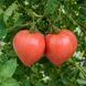 PINK GIFT TOMATO